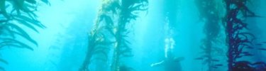 Diver in a kelp forest jimknowltonphotography.com